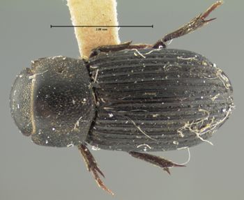 Media type: image;   Entomology 8103 Aspect: habitus dorsal view